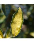 Elaeagnus ebbingei `Limelight`